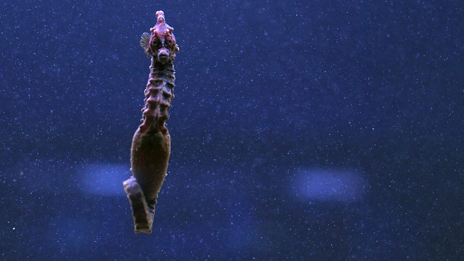 Au cœur de Tarente, la mer Piccolo, un espace de biodiversité menacé