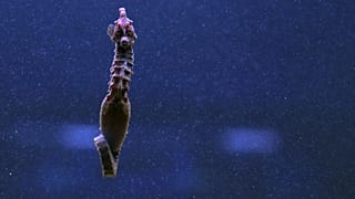 File -Seahorses, a species identified with Mar Piccolo, Taranto, Italy