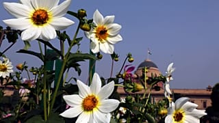 Bees hover over blooming flowers at the Mughal gardens, New Delhi, India.
