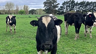 Cattle grazing on the farm of Kate Wyeth, a sheep and beef farmer, near Wellington.