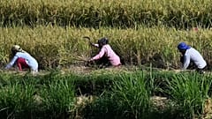 Agricoltura