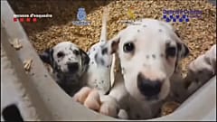 Razzia gegen illegalen Tierhandel in Spanien