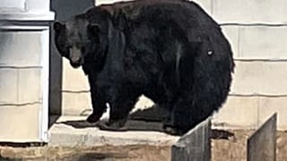 Η... πεινασμένη αρκούδα