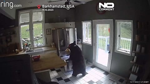 Der Bär in der Küche