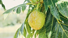 Breadfruit trees were introduced to the islands around 1,000 years ago. 