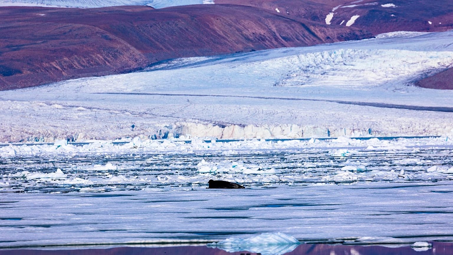 A seal lies on the ice breaking from the Greenland ice sheet into the Baffin Bay near Pituffik, Greenland on 18 July 2022.