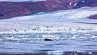 A seal lies on the ice breaking from the Greenland ice sheet into the Baffin Bay near Pituffik, Greenland on 18 July 2022.