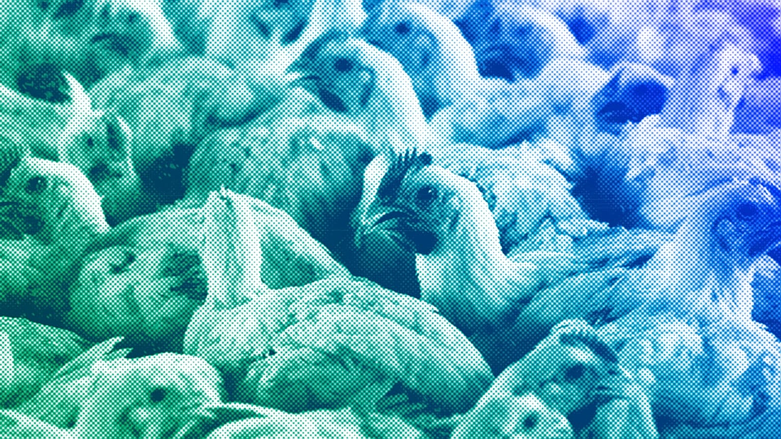 Chickens on a chicken farm in Lichtenburg, March 2023