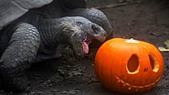 The gourds were scented with cinnamon and nutmeg to make them into a tasty treat.