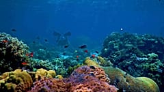 The second edition of the IUCN Leaders Forum brought together over 400 participants to identify solutions to protect and restore nature. 