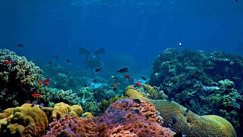 The second edition of the IUCN Leaders Forum brought together over 400 participants to identify solutions to protect and restore nature. 