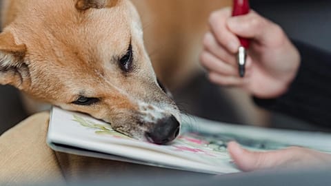 Canine creativity? A dog leans into a painting