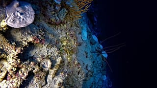 Scientists have discovered evidence of coral reef bleaching, occurring at depths exceeding 90 metres below the surface of the Indian Ocean.