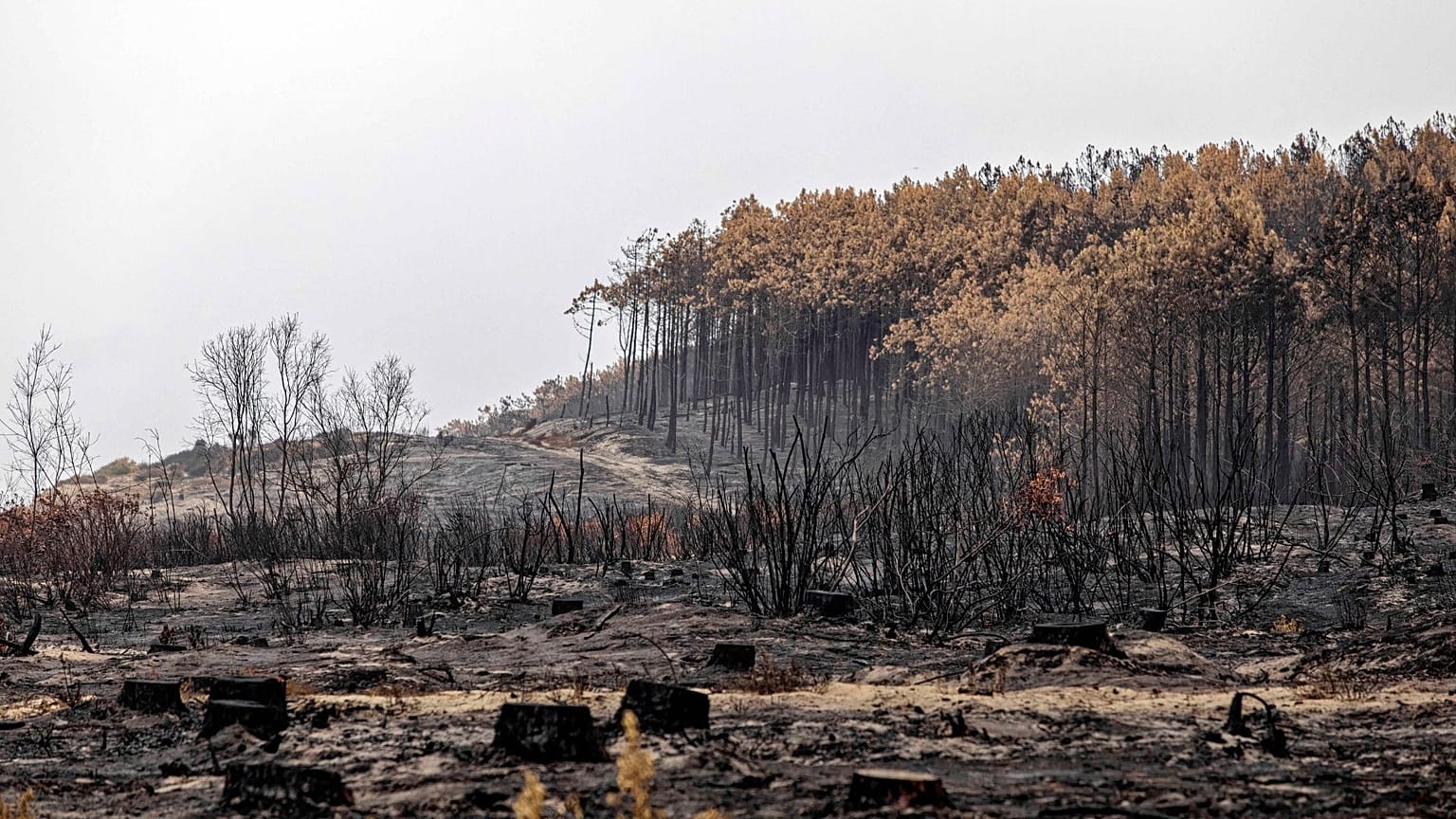 The surroundings of the Lagune beach in La Teste de Buch, Gironde, France, on 25 July 2022