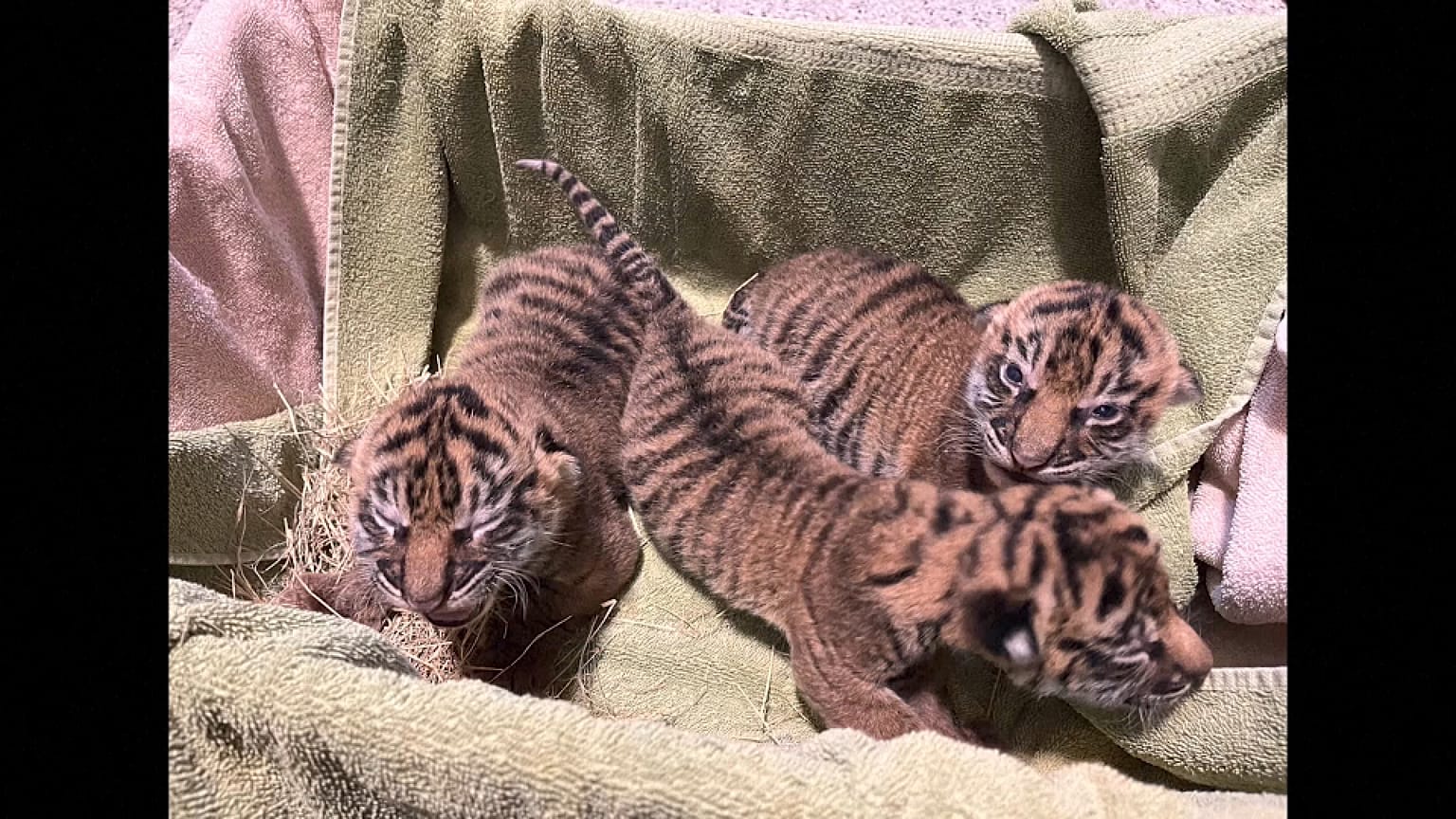 Der Tigernachwuchs von Nashville