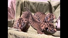 Der Tigernachwuchs von Nashville