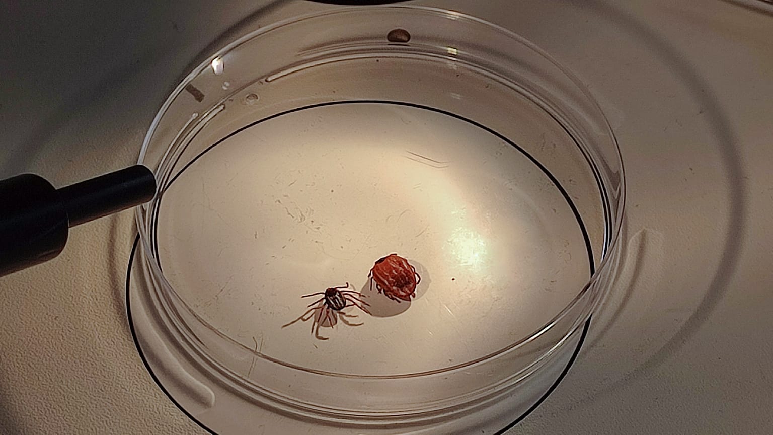 Des tiques Hyalomma marginatum en France testées pour la fièvre hémorragique de Crimée-Congo.