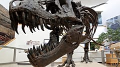 Meksika Doğa Tarihi ve Bilim Müzesi ana salonunda sergilen bir dinozor kalıntısı (arşiv)