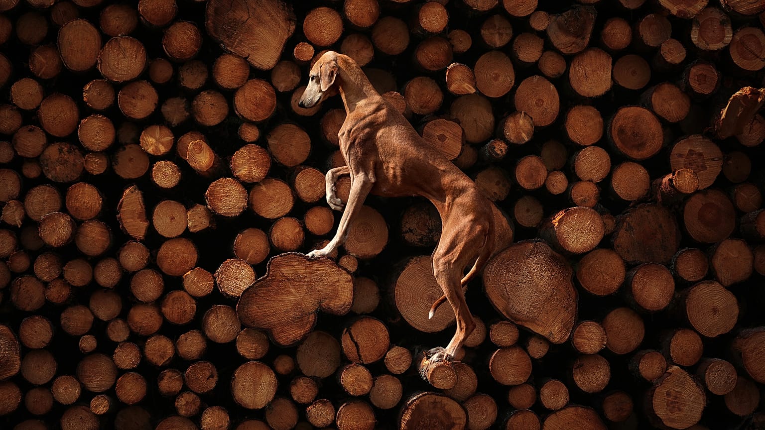 Sérénité ascendante par Sanna Sander