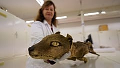 Mammal curator of the Swedish Museum of Natural History, Daniela Kalthoff, holds the specimen of thylacine that RNA molecules were extracted from.