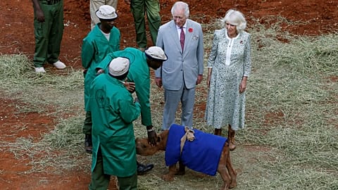 Charles und Camilla in Nairobi in einem Tierheim mit dem Baby-Nashorn