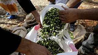 لبنانيون يقطفون الزيتون في قرية بالقرب من بيروت، لبنان.