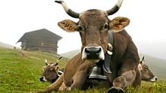 Cows are resting in a meadow