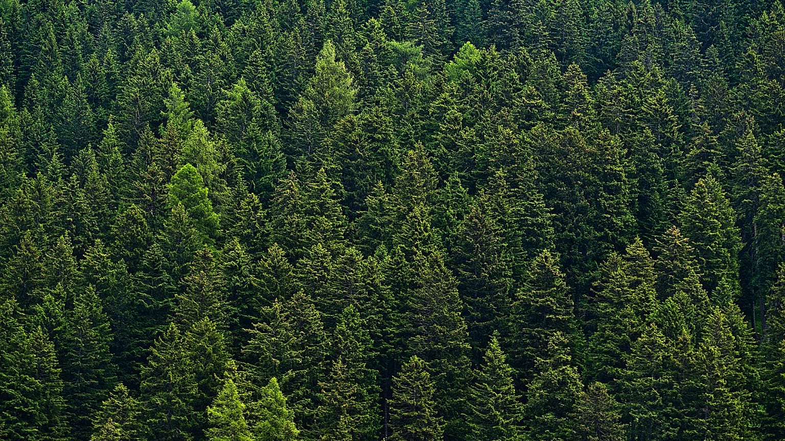 Europe's forest coverage has grown in size in recent decades.
