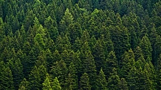 Europe's forest coverage has grown in size in recent decades.