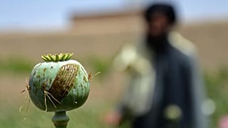 کاهش حدود یکصد درصدی کشت خشخاش در افغانستان پس از به روی کار آمدن طالبان