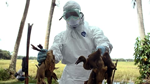 A health official holds ducks to be culled following the death of more than 1,000 ducks in the area from bird flu.