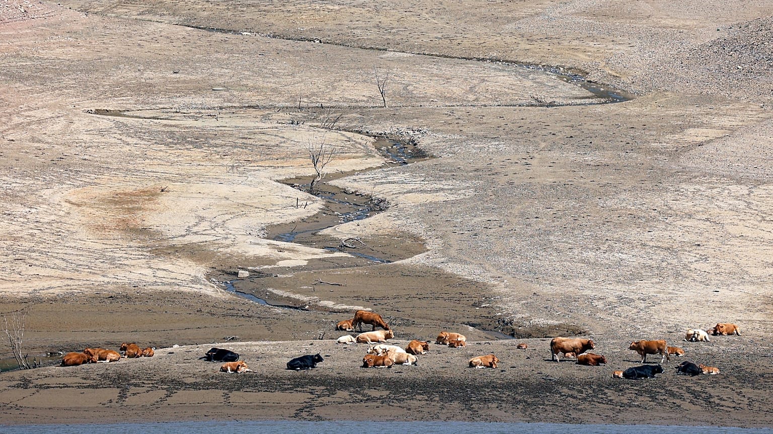 Cattle rest near the water on the banks of the Riano water reservoir in Leon province, northern Spain, on August 9, 2023. 