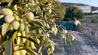 Olive lette per la raccolta in Grecia