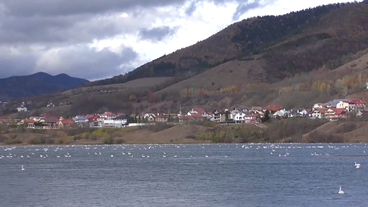 Bereits zum zweiten Mal in zwei Jahren ist am See Bâtca Doamnei in Rumänien unter Schwänen die Vogelgrippe ausgebrochen.