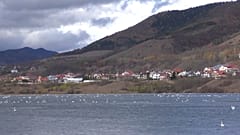 Bereits zum zweiten Mal in zwei Jahren ist am See Bâtca Doamnei in Rumänien unter Schwänen die Vogelgrippe ausgebrochen.