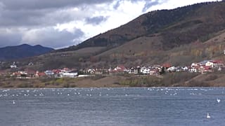 Bereits zum zweiten Mal in zwei Jahren ist am See Bâtca Doamnei in Rumänien unter Schwänen die Vogelgrippe ausgebrochen.