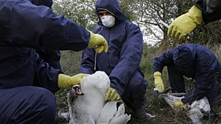 Иллюстрационное фото. Ветеринары осматривают больного лебедя. Румыния, 2005 год