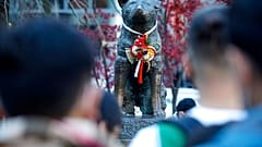 Dem Hund wurde im Jahr 1934 ein Denkmal in Tokio errichtet. Die Skulptur wurde im Krieg eingeschmolzen und im Jahr 1948 neu aufgestellt. 