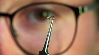 Ella Branham, técnica estacional de control de vectores, examina un mosquito Culex tarsalis en un laboratorio de Salt Lake City.