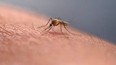 البعوض أحد أسباب الإصابة بالشيكونغونيا