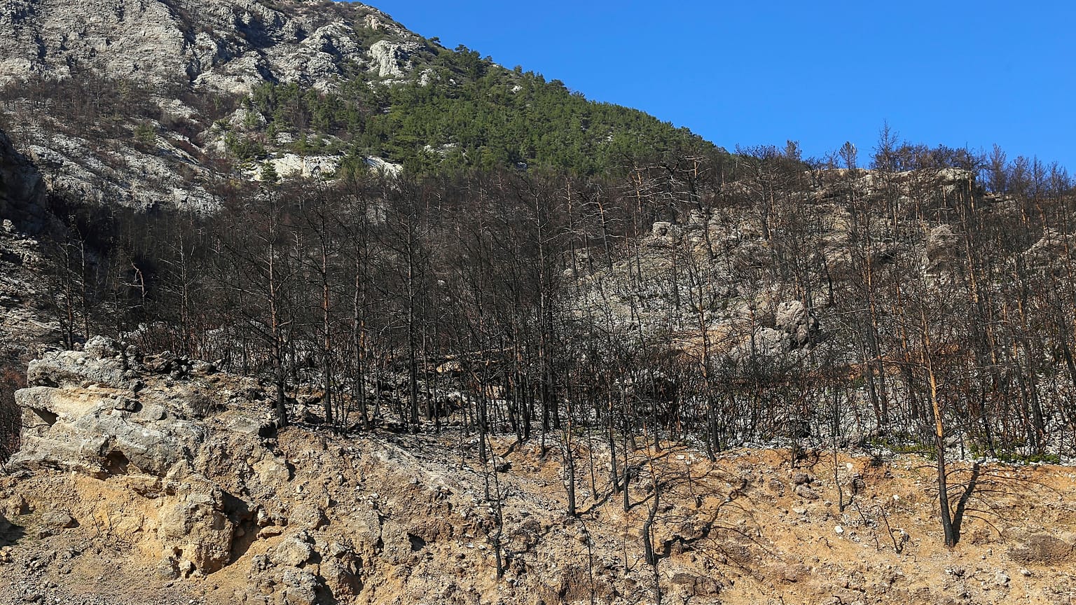 Greece - The aftermath of wildfires. Fire scarred trees in the charred remains of the forest after an ecological disaster. 