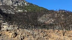 Greece - The aftermath of wildfires. Fire scarred trees in the charred remains of the forest after an ecological disaster. 