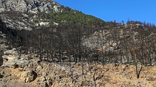 Greece - The aftermath of wildfires. Fire scarred trees in the charred remains of the forest after an ecological disaster. 