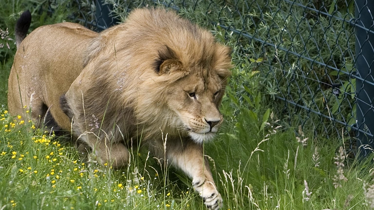 صورة أرشيفية لأسد