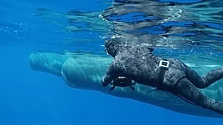 A Caribbean island has created the world's first protected area for sperm whales.