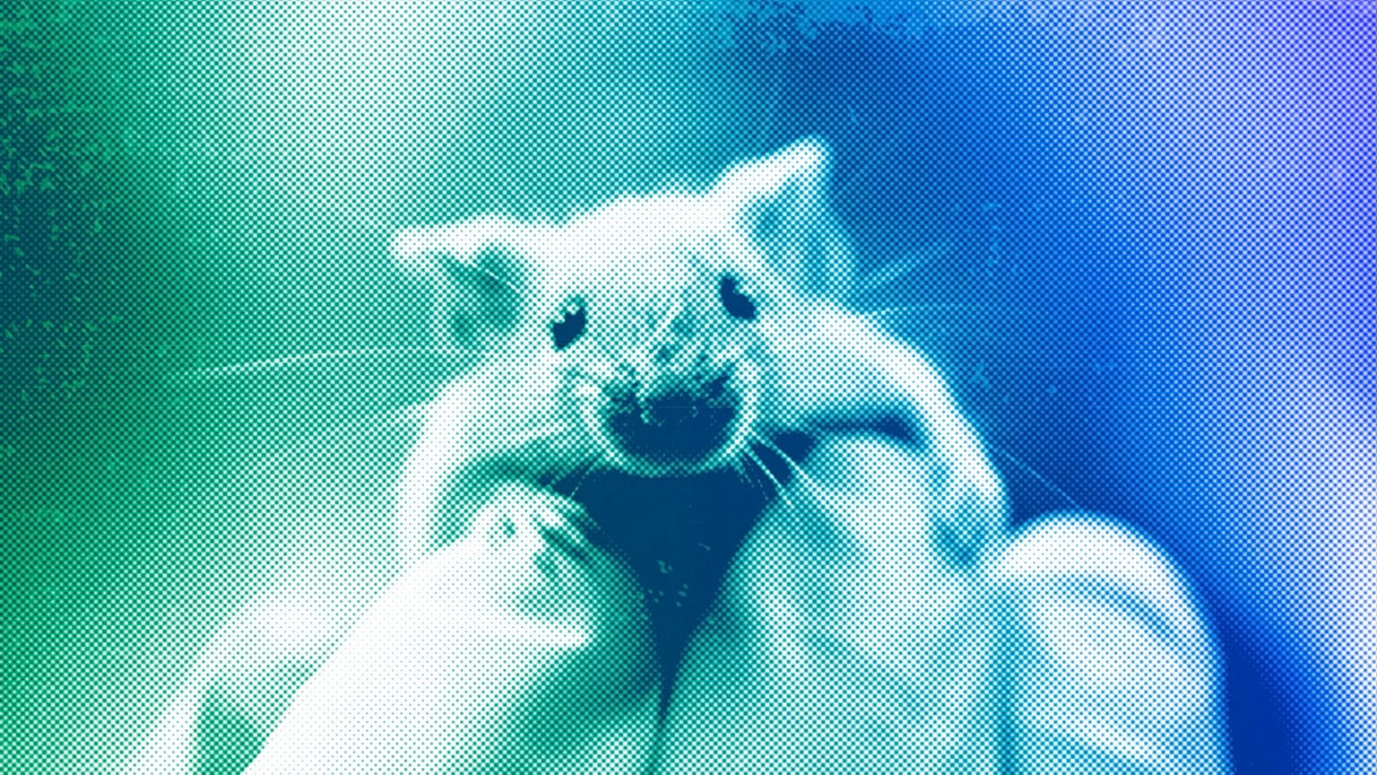 Un ratón de laboratorio trepa por la mano enguantada de un técnico, 2006