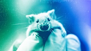Un ratón de laboratorio trepa por la mano enguantada de un técnico, 2006