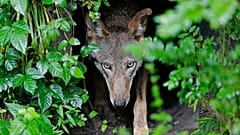 FILE -  A female red wolf emerges from her den sheltering newborn pups at the Museum of Life and Science in Durham, N.C., on May 13, 2019.