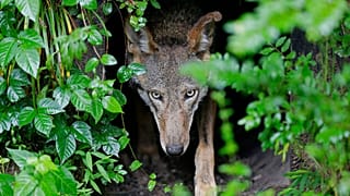 FILE - A female red wolf emerges from her den sheltering newborn pups at the Museum of Life and Science in Durham, N.C., on May 13, 2019.