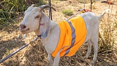 A group of 15 goats was brought in for a trial and given an 8-12 week deadline to clean up “the toughest of weeds” in the overgrown area. 